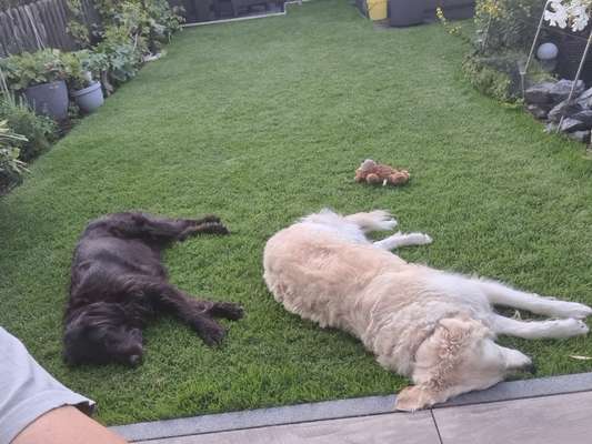 Dogorama Photo Challenge - Gegensätze-Beitrag-Bild