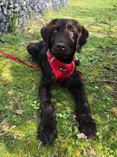 Welpen Bilder !-Beitrag-Bild