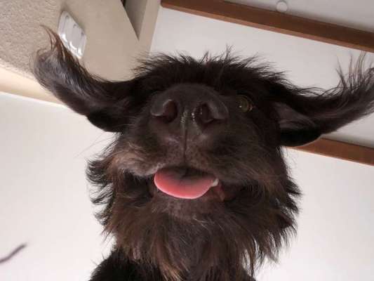 Dein Hund im Dogorama-Kalender 2021-Beitrag-Bild