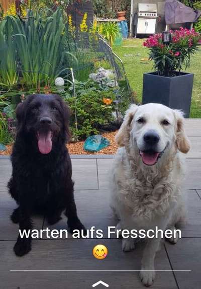 Bester Freund, Hundekumpel - zeigt her!-Beitrag-Bild