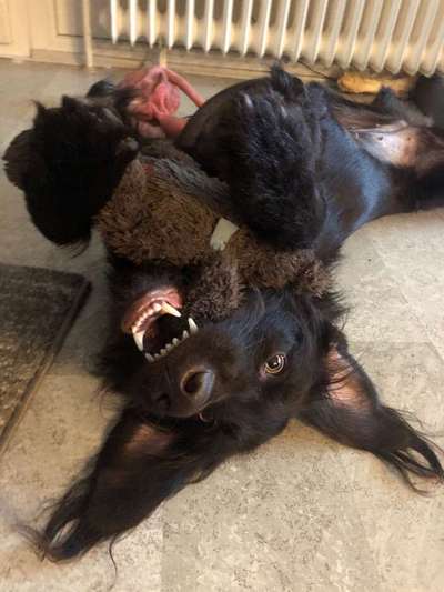 Dein Hund im Dogorama-Kalender 2021-Beitrag-Bild