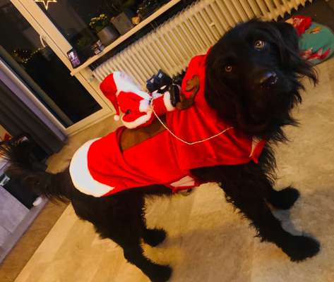 Challenge Nr. 8  Dein Hund im Weihnachtslook-Beitrag-Bild