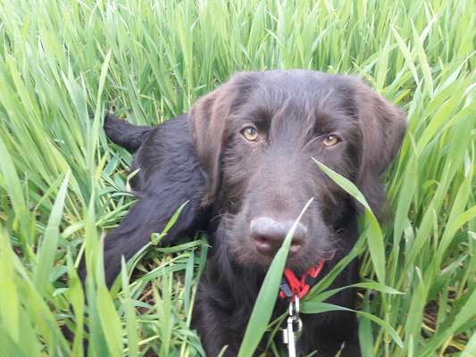 Challenge 23 : "  Euer Hund beim Frühlingserwachen "-Beitrag-Bild