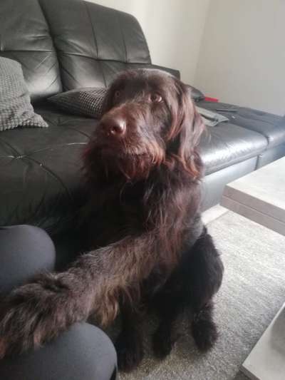 CHALLENGE NR. 19 - Der Hundeblick-Beitrag-Bild