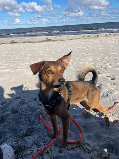 Mischlinge raten - Rätselspaß-Beitrag-Bild