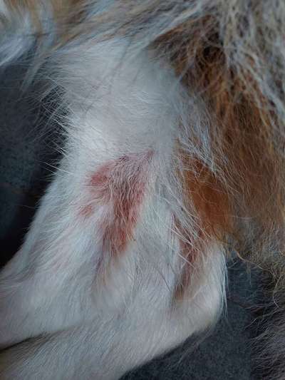 Aufkratze und geleckte Stellen - Akuthilfe, Ursachen usw.-Beitrag-Bild