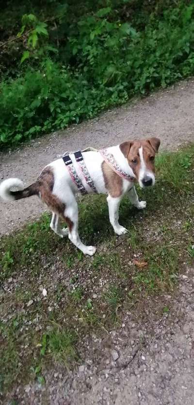 Englisch Pointer Mischlinge 🐶🐾-Beitrag-Bild