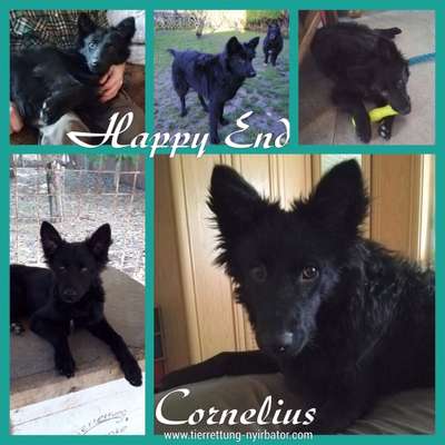 Deutsche Schäferhunde, Belgische Schäferhunde.-Beitrag-Bild