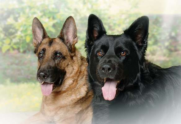 Deutsche Schäferhunde, Belgische Schäferhunde.-Beitrag-Bild