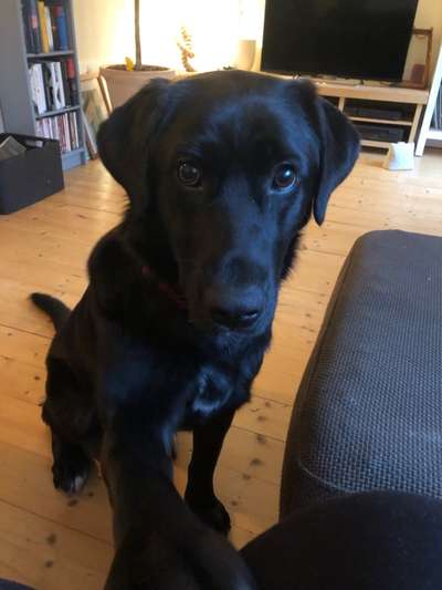 Labradorfans-Beitrag-Bild