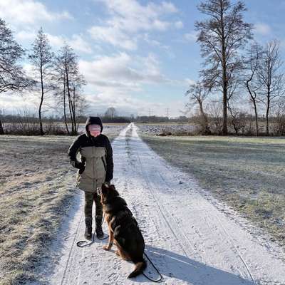 Hundetreffen-Spazieren-Bild