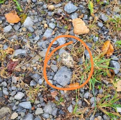 Giftköder-Giftköder-Bild