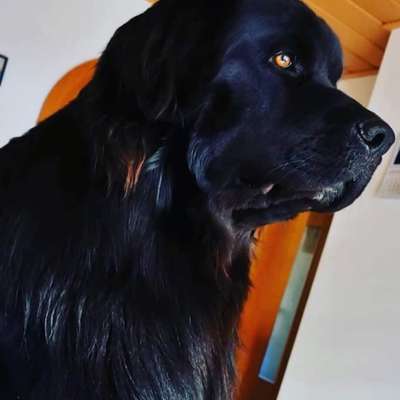 Hundetreffen-Hundetreffen-Profilbild
