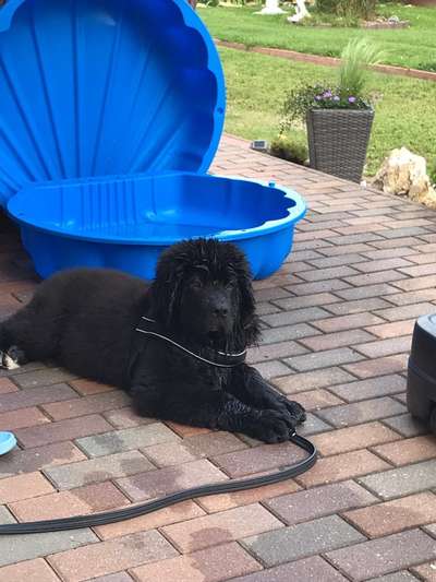 Dogorama-Monats-Challenge-Mai "Wasser"-Beitrag-Bild