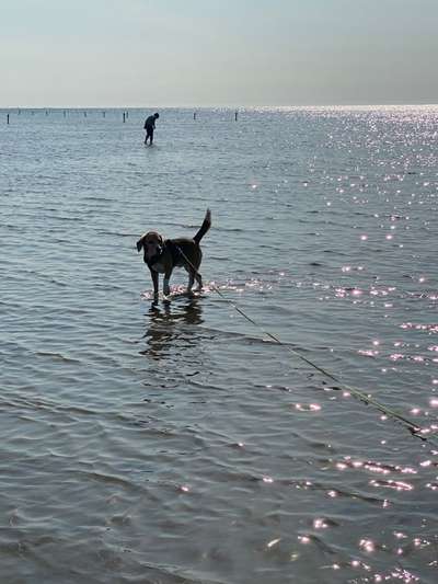 Dogorama Photo Challenge - Tierischer Urlaub-Beitrag-Bild