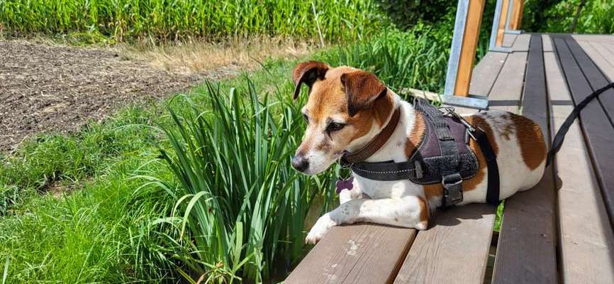 Hundetreffen-Zusammen mit Hunden spazieren, wandern, Fahrrad fahren mit Hundeanhänger.-Bild