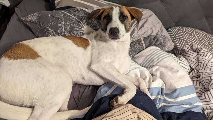 Hunde vom Tierschutzverein 🐕♥️-Beitrag-Bild