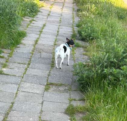 Hundetreffen-Sassnitz gasi Runde mit spielen-Bild