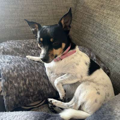 Hundetreffen-Hunde treffen-Bild