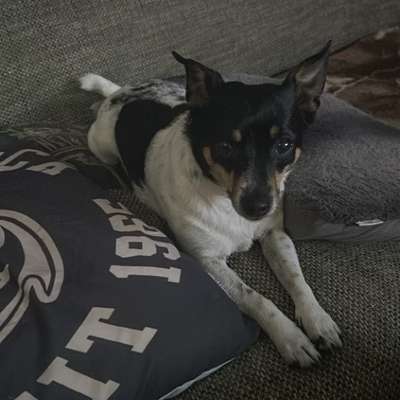 Hundetreffen-Gassi Runde + toben-Bild