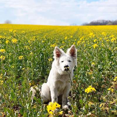 Die Dogorama Monats Challenge "Es grünt und blüht"-Beitrag-Bild