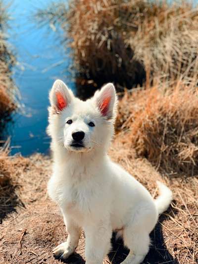 Welpen Bilder !-Beitrag-Bild