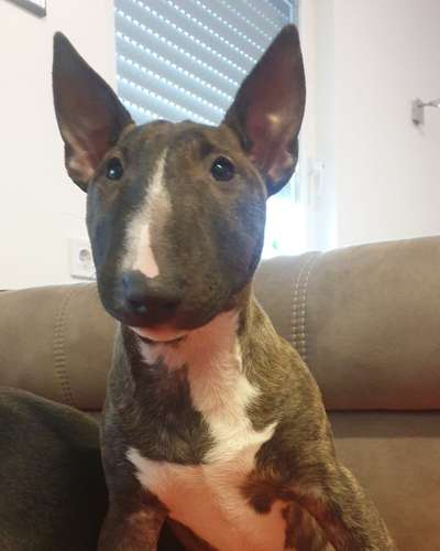 Miniatur Bull Terrier-Beitrag-Bild