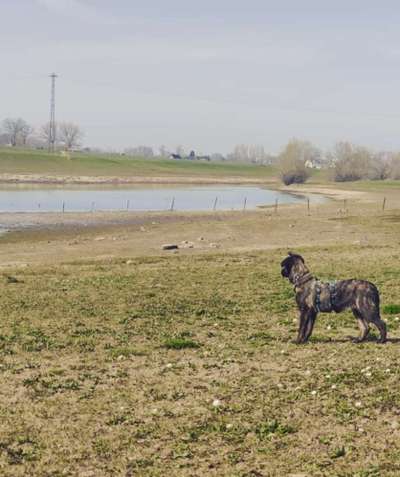 Dogorama-Monats-Challenge-Mai "Wasser"-Beitrag-Bild