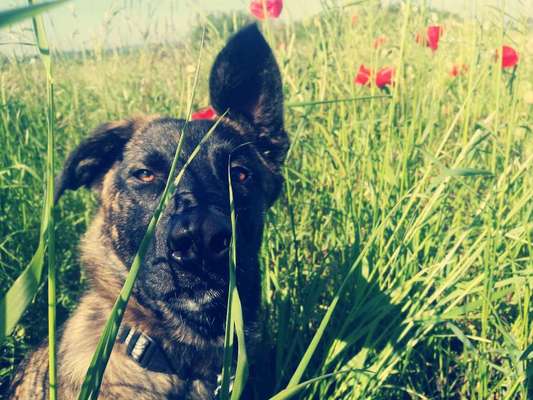 Die Dogorama Monats Challenge "Es grünt und blüht"-Beitrag-Bild