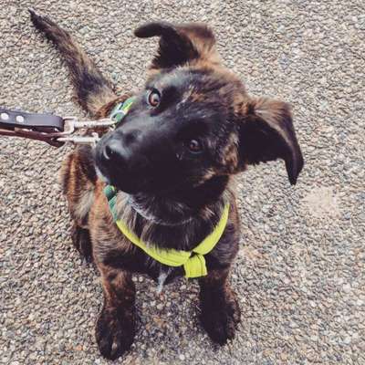 Schäferhund-Beitrag-Bild