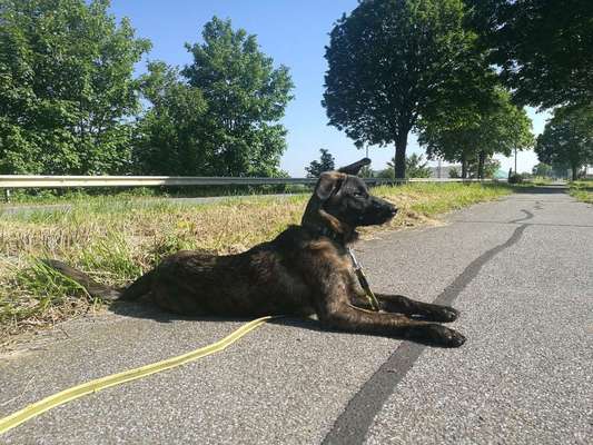 Malinois-Beitrag-Bild