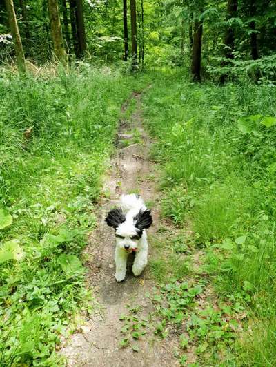 Shih Tzu von Jung bis Senioren-Beitrag-Bild