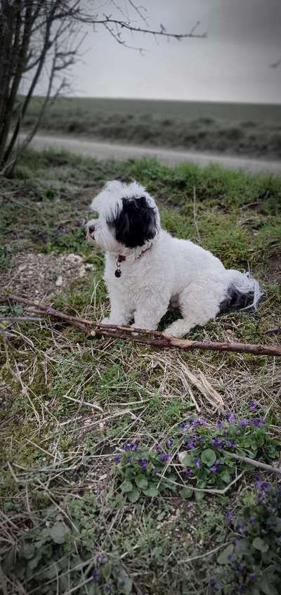 Malshi (malteser - shih-tzu) Freunde?-Beitrag-Bild