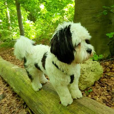 Shih Tzu von Jung bis Senioren-Beitrag-Bild