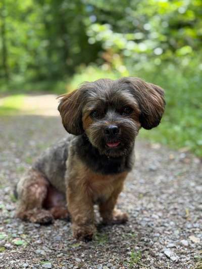 Hundetreffen-Gassi- & Spieltreff-Bild