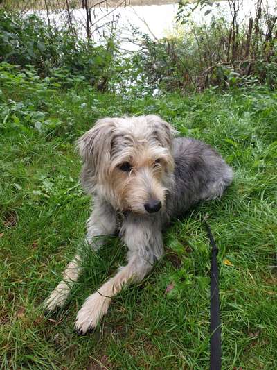 Die Dogorama Kalender Challenge Titelbild-Beitrag-Bild