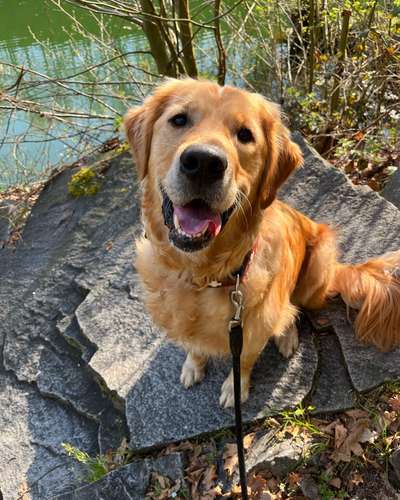 Wo sind die Golden Retriever Liebhaber?-Beitrag-Bild