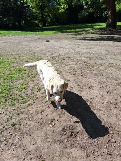 Ist meine Hündin zu dünn ?-Beitrag-Bild