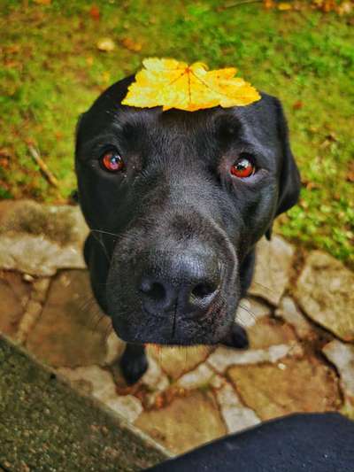 Die Augen Deines Hundes-Beitrag-Bild