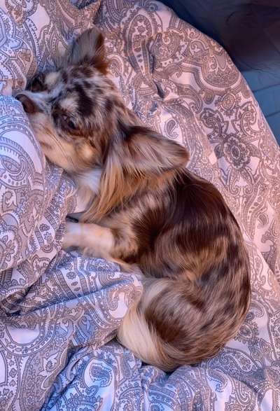 Wo sind die Chihuahua Besitzer ?-Beitrag-Bild