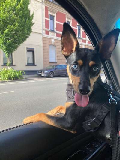 Wo sind die Zwergpinscher?-Beitrag-Bild