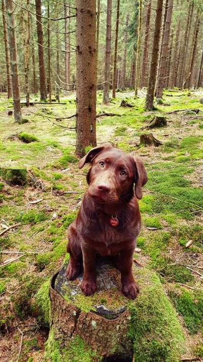 Labradorfans-Beitrag-Bild