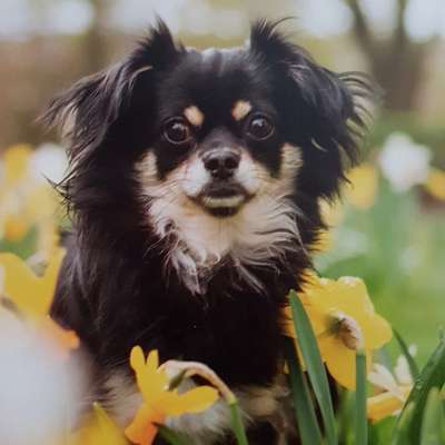 Hundetreffen-Chihuahuas-Bild