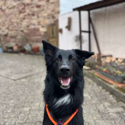 Hundetreffen-Spiele-Dates/ Gassi-Bild