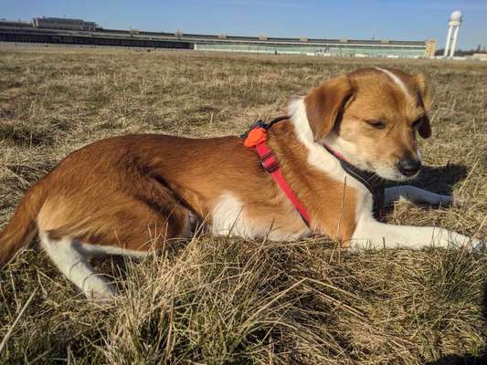 Hundetreffen-A friend for Draguta in Tempelhof-Bild