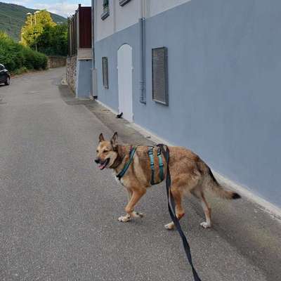 Hundetreffen-Suche Hund/e für gemeinsamen Spaziergang in Bingen und Umgebung-Bild