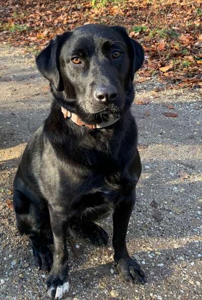 Labradorfans-Beitrag-Bild