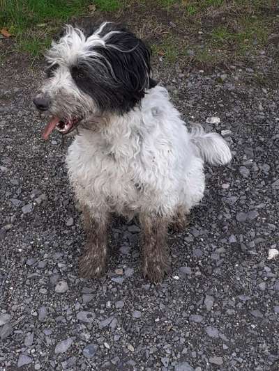 TierschutzhundeStammtisch🐕-Beitrag-Bild