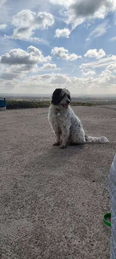 TierschutzhundeStammtisch🐕-Beitrag-Bild