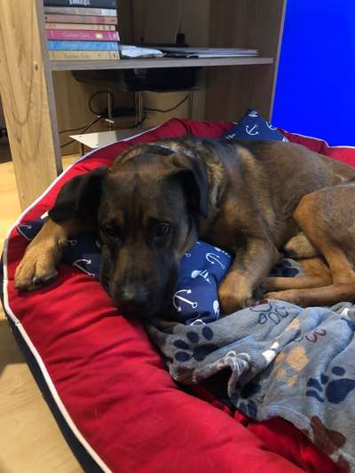 Boxer ???-Beitrag-Bild